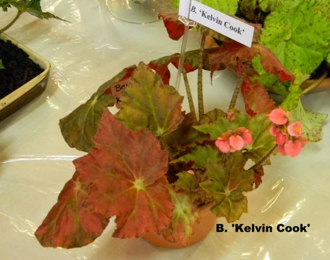 B. ‘Kelvin Cook’